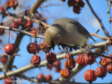 Jaseur d'Amérique - Cedar Waxwing