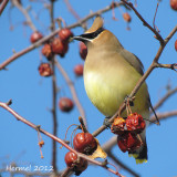 Jaseur d'Amérique - Cedar Waxwing