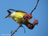 Jaseur d'Amérique - Cedar Waxwing