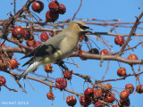 Jaseur d'Amérique - Cedar Waxwing