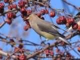 Jaseur d'Amérique - Cedar Waxwing