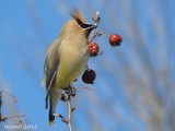 Jaseur dAmrique - Cedar Waxwing