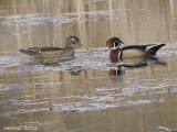 Canard branchu - Wood Duck