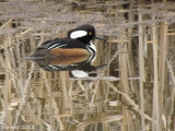 Harle couronné - Hooded Merganser