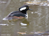 Harle couronné - Hooded Merganser