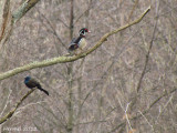 Quiscale bronzé/Canard branchu - Common Grackle/Wood Duck