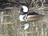 Harle couronné - Hooded Merganser
