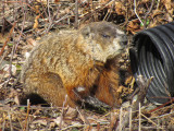 Marmotte - Ground Hog