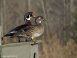 Canard branchu - Wood Duck