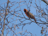 Cardinal rouge - Northern cardinal