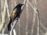 Quiscale bronzé - Common Grackle