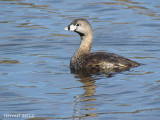 Grbe  bec bigarr - Pied-billed Grebe