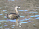 Grèbe à bec bigarré - Pied-billed Grebe
