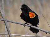 Carouge à épaulettes - Red-winged Blackbird