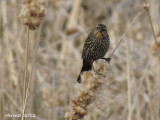 Carouge à épaulettes - Red-winged Blackbird