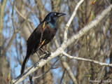 Quiscale bronz - Common Grackle