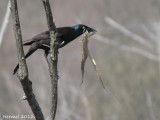 Quiscale bronzé - Common Grackle