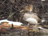 Harle couronne - Hooded Merganser