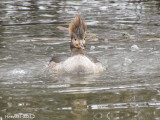 Harle couronne - Hooded Merganser