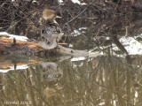 Harle couronnée - Hooded Merganser