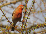 Roselin familier - House Finch