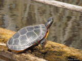 Tortue peinte - Peinted turtle
