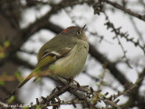 Roitelet à couronne rubis - Ruby-crowned Kinglet