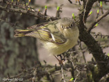 Roitelet à couronne rubis - Ruby-crowned Kinglet