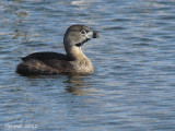 Grbe  bec bigarr - Pied-billed Grebe