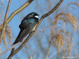 Hirondelle bicolore - Tree Swallow