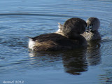 Grbe  bec bigarr - Pied-billed Grebe