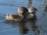 Grbe  bec bigarr - Pied-billed Grebe