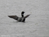 Plongeon Huard - Common Loon