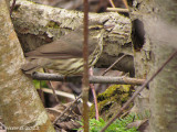 Paruline des ruisseaux - Northern watertrush