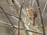 Bruant des marais -Swamp Sparrow