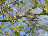 Viréo mélodieux - Warbling Vireo