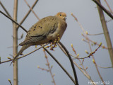 Tourterelle triste - Mourning Dove