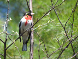 Cardinal à poitrine rose -Rose-breasted Grosbeak