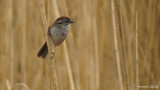 Bruant des marais -Swamp Sparrow