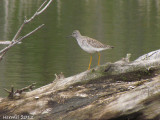 Petit Chevalier - Lesser Yellowlegs