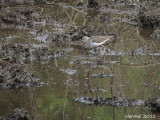 Chevalier solitaire - Solitary Sandpiper