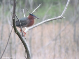 Hron vert - Green Heron