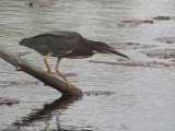 Héron vert - Green Heron