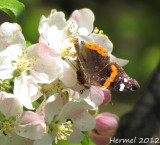 Papillon - Butterfly