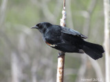 Carouge à épaulettes - Red-winged Blackbird