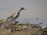 Chevalier grivel - Spotted Sandpiper