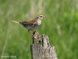 Bruant des prés - Savannah Sparrow