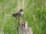 Bruant des prs - Savannah Sparrow