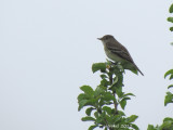 Moucherolle des aulnes - Alder Flycatcher