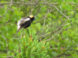 Goglu des prs - Bobolink